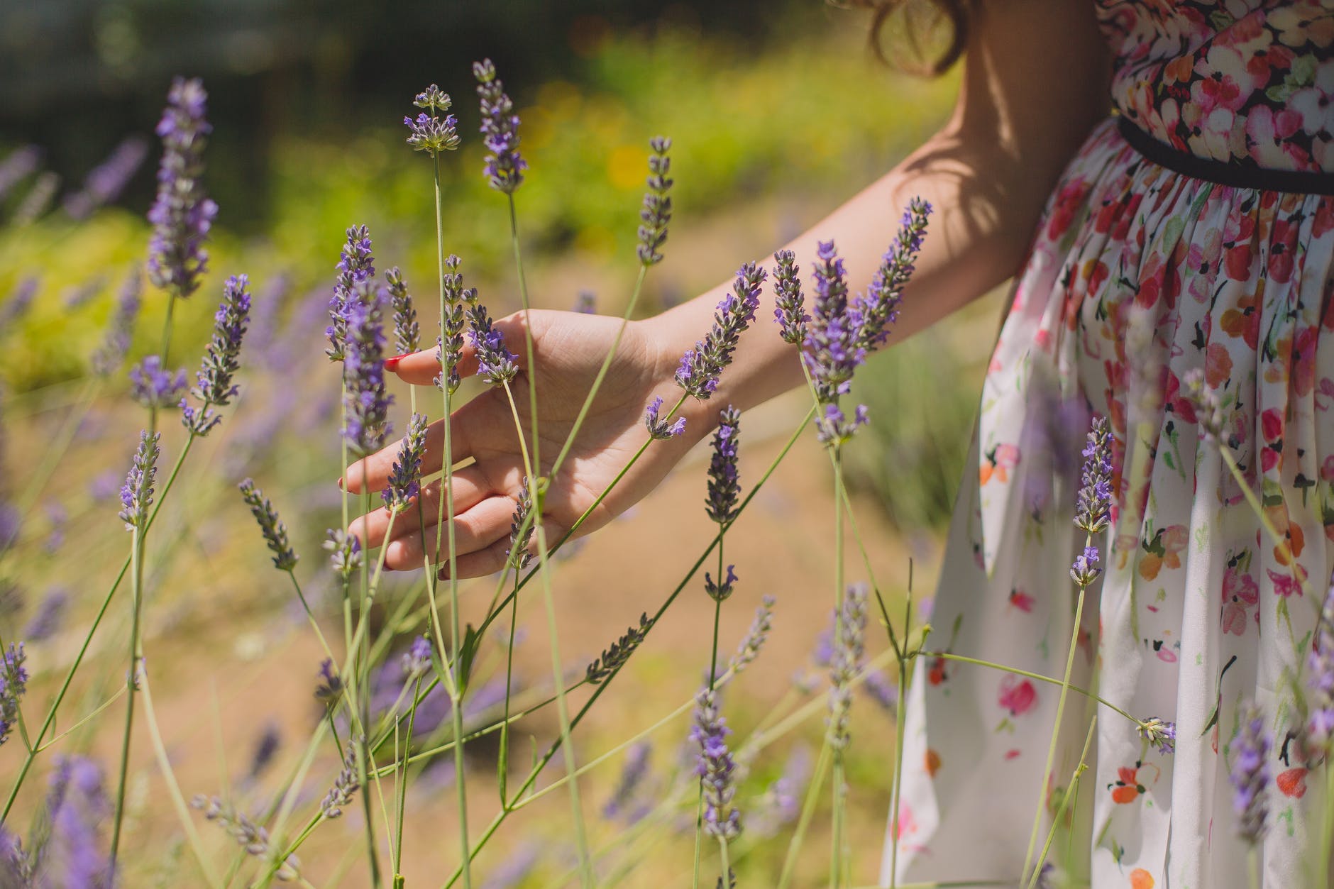 shallow focus photography of purple flowers