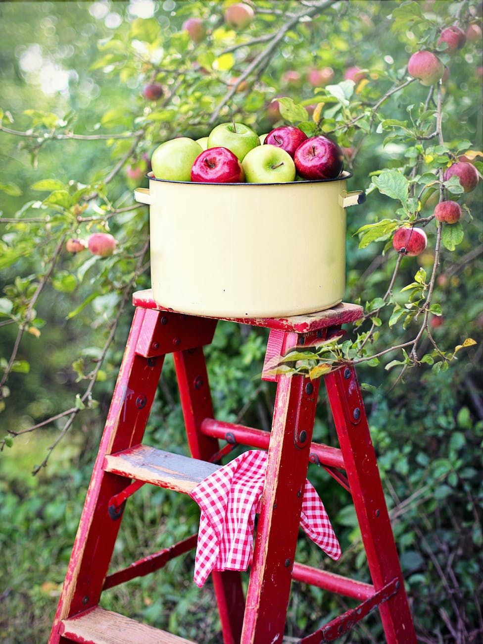 a pot of green and red apple on a ladder near apple tree