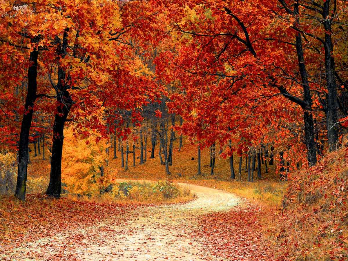 The Best Fall Activities for THIS&nbsp;October!