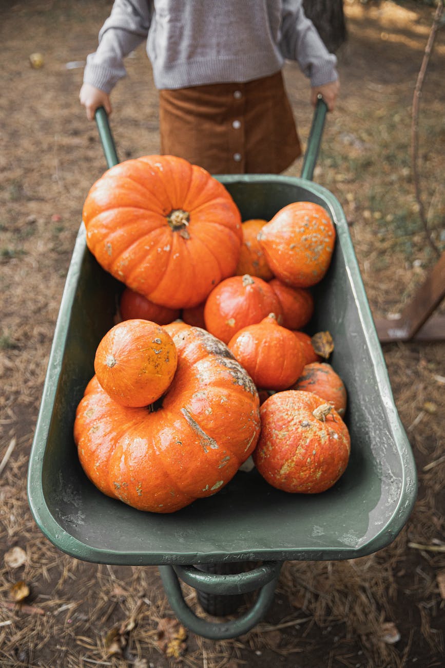 orange pumpkins on green wheelbarrow