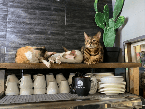 Cat cafés in Québec&nbsp;City